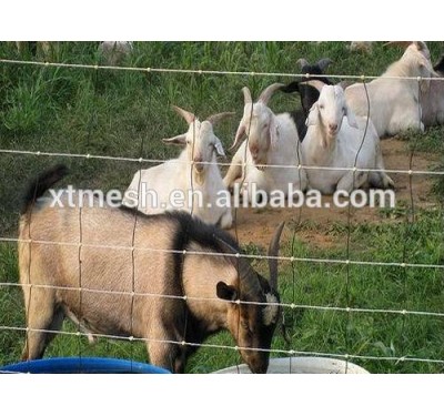 Cheap price hot dipped galvanized cattle kraal network/grassland sheep fencing